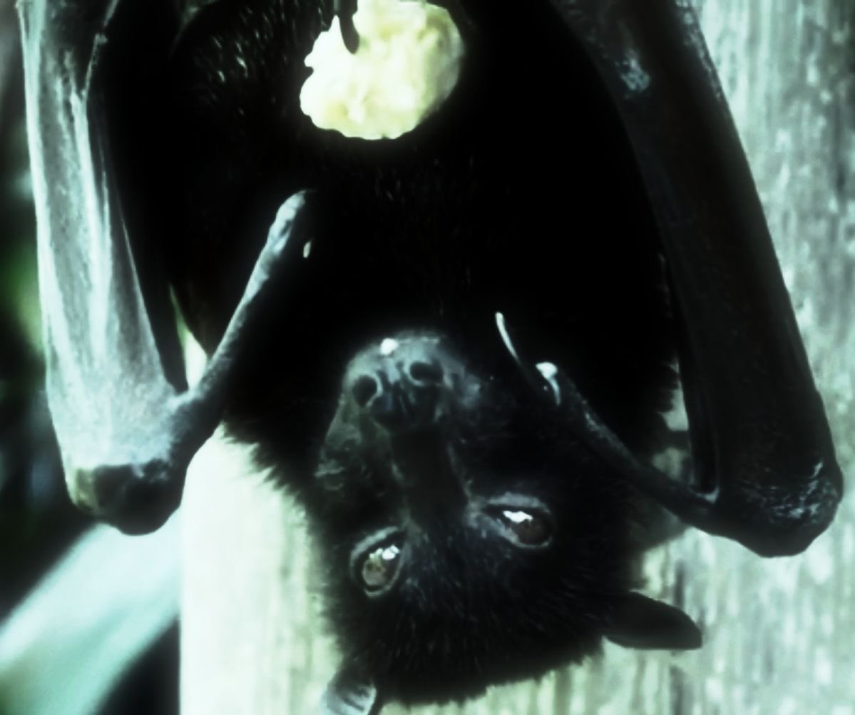 ashlikespraise's tweet photo. ⠀_ _
                 𓍢 💌   ׅ   ⬞   ִ  she/her/they/them
               .     𓂃 ଓlittle ۪   ݁   𓈒  blue little bat<3
           𓍢ִ໋comm page: https://t.co/bhO4e4Hzva
Intro page: https://t.co/dLZ5YsyH3q 💌 𓍢
_ _ https://t.co/eD2aD7hLvl