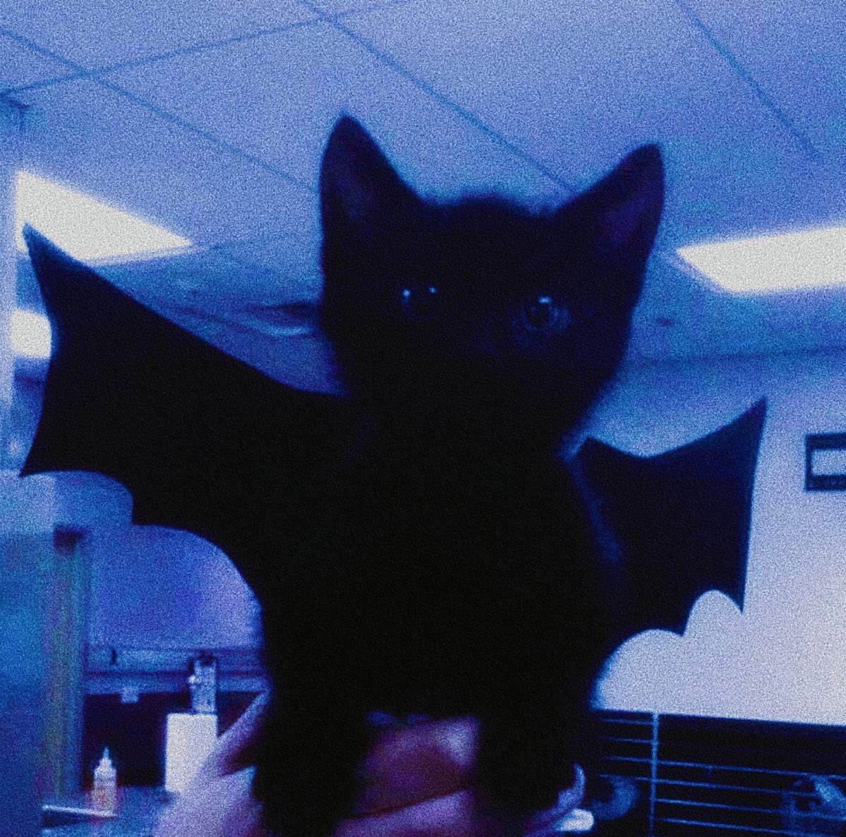 ashlikespraise's tweet photo. ⠀_ _
                 𓍢 💌   ׅ   ⬞   ִ  she/her/they/them
               .     𓂃 ଓlittle ۪   ݁   𓈒  blue little bat<3
           𓍢ִ໋comm page: https://t.co/bhO4e4Hzva
Intro page: https://t.co/dLZ5YsyH3q 💌 𓍢
_ _ https://t.co/eD2aD7hLvl
