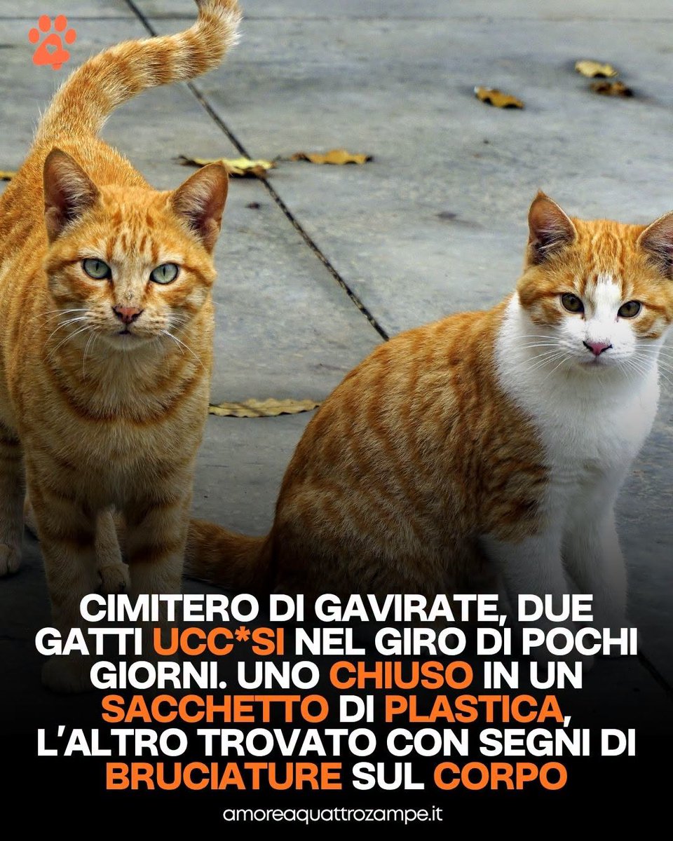 Amore4Zampe's tweet photo. È accaduto nei pressi del cimitero di Gavirate, in provincia di Varese, dove alcuni volontari si prendono cura quotidianamente di una colonia felina. https://t.co/IQ893uVxwV
