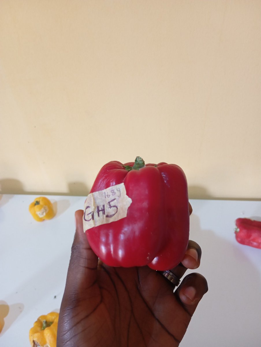 ritkatmun's tweet photo. Curiosity got the better of me, so I ran a simple experiment.

I kept random peppers from my first harvest in a room for 30 days, with absolutely no refrigeration, just to monitor weight loss and deterioration.

Here's the result after one month.

What do you think? https://t.co/FkUJNPQPS2