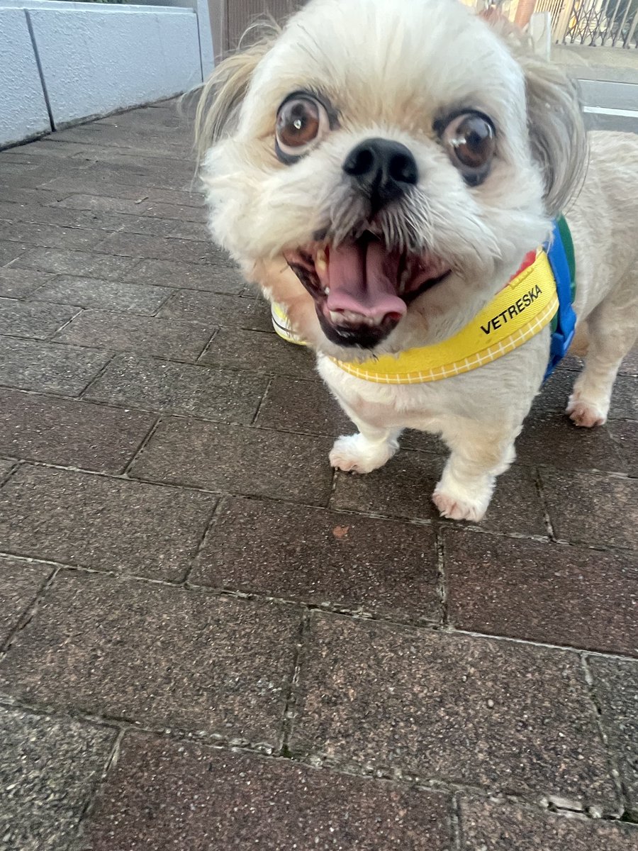 bunkin_ch's tweet photo. 早くお家に帰ろう🐶💦
暑いのは嫌いだよ〜 https://t.co/y8QJKUXG49