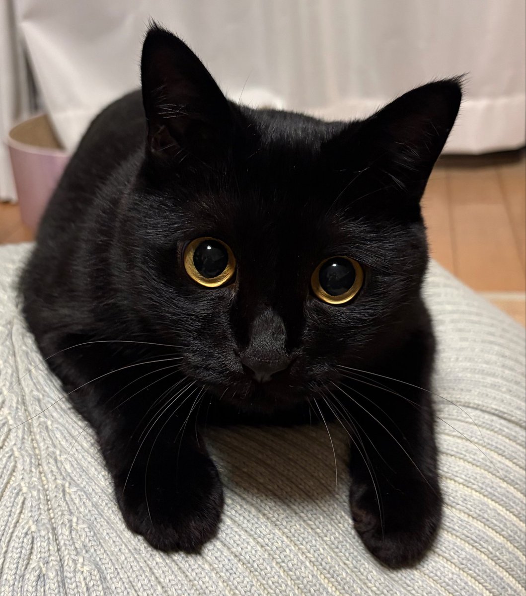 uni_kuroneko's tweet photo. じーーー。

#黒猫 https://t.co/mLFZ7cAFkO