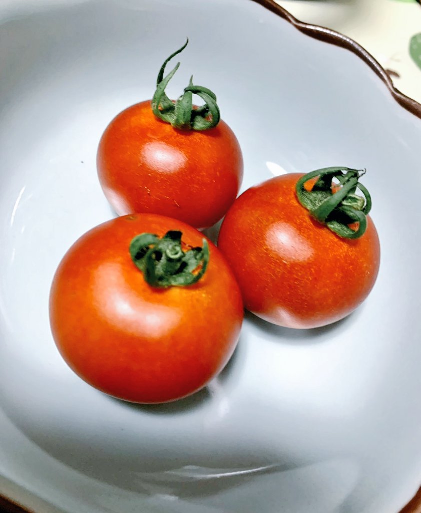 oruka_nya's tweet photo. 年中無休で長袖長ズボンの私が
初トマト🍅ちゃんの収穫に浮かれてしまい、太陽光アレルギーなのも忘れて半袖短パンで殿の畑いじってしまった

偉いことになってる全身が😨

薬は即飲んだ…さぁどうなる私
ちなみにアライグマに畑荒らされて対策した結果の物がこちらです\🍅/
#NEWsファーム🌱
#家庭菜園 https://t.co/DriswT4iU0