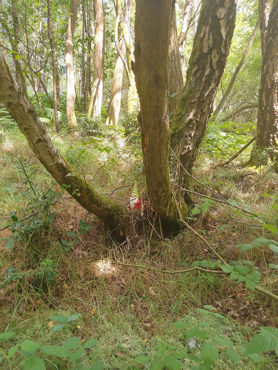 ecwinsper's tweet photo. Gnome spotted. https://t.co/La5cRFkRFd