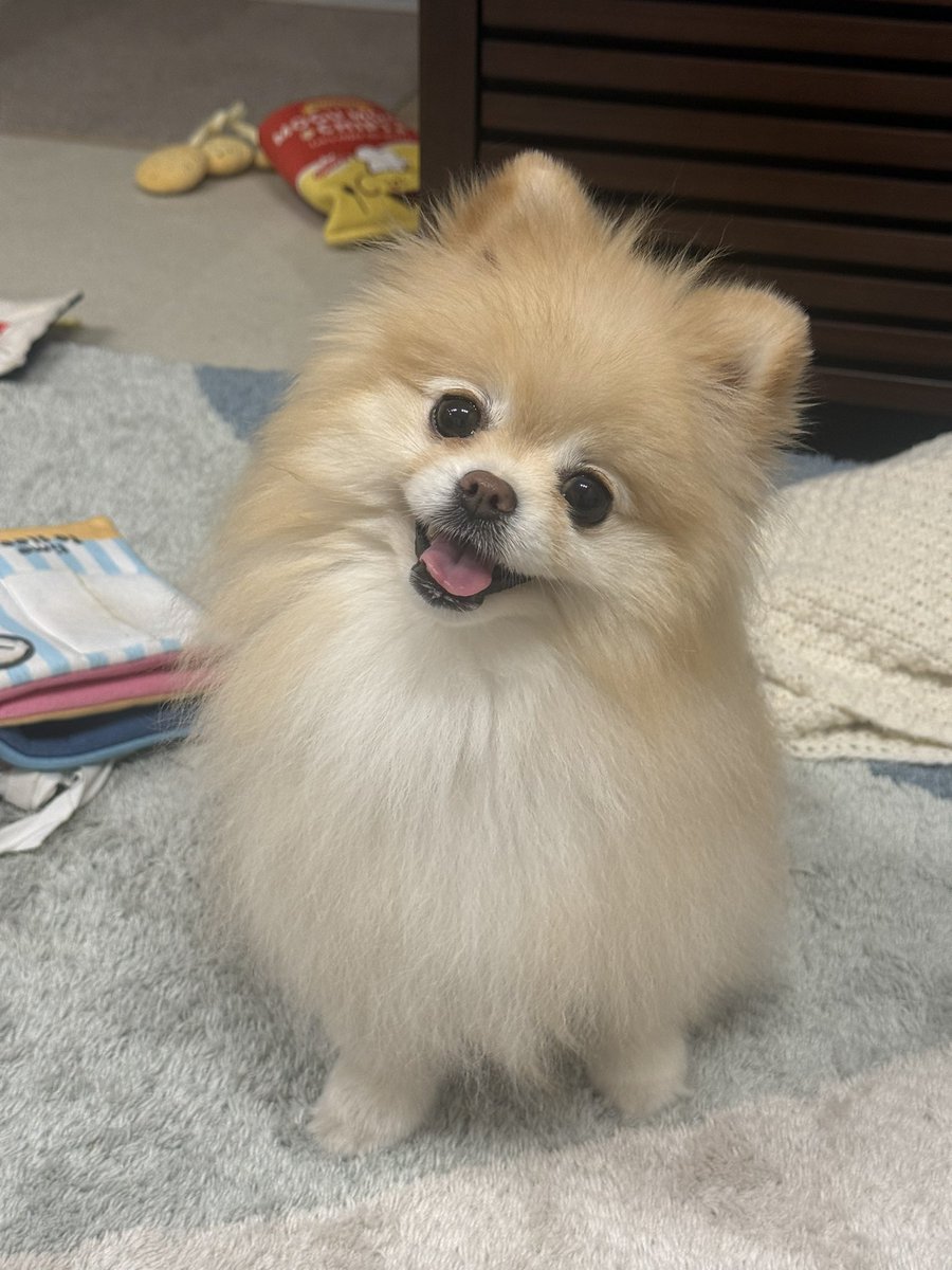ポメラニアンの若様 (@pomeranian_waka) / Posts / X