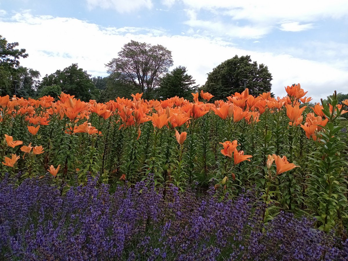 cubkoayako's tweet photo. 百合が原公園へ。甘い香りが漂います。幸せです☆
#百合が原公園 https://t.co/on7zgGVojN