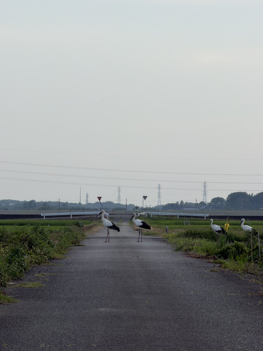 live_mirai's tweet photo. 【コウノトリが、つくばみらいに】

コウノトリの群れがつくばみらい市に来てくれました。
やさしく見守っていきましょう。
そして、毎年つくばみらい市に来てくれるのを願って。

#つくばみらい
#コウノトリ https://t.co/4p8nAs1CIT