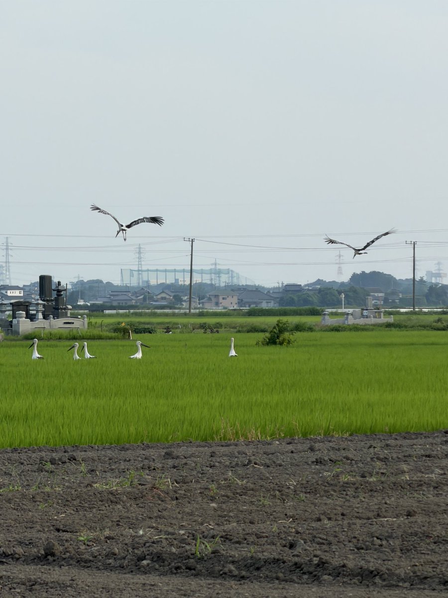 live_mirai's tweet photo. 【コウノトリが、つくばみらいに】

コウノトリの群れがつくばみらい市に来てくれました。
やさしく見守っていきましょう。
そして、毎年つくばみらい市に来てくれるのを願って。

#つくばみらい
#コウノトリ https://t.co/4p8nAs1CIT