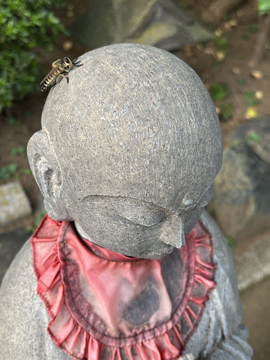 panchichi3's tweet photo. 夕風や 地蔵の頭 シオヤアブ https://t.co/bX0FitRA5R