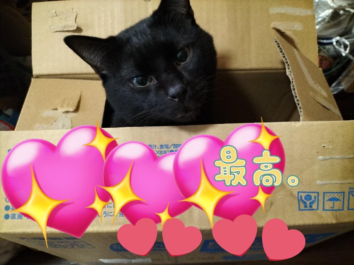Ari0503m's tweet photo. @esctabcapslocks 黒ちゃん箱が好きなんですよ🤣📦️ https://t.co/GtSaRbJC7V