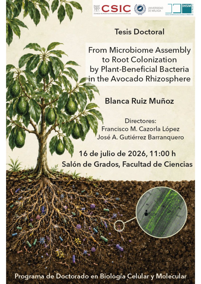 IHSM_CSIC_UMA's tweet photo. 🎓 Nuestra doctoranda Blanca Ruiz defiende el 16 de julio su tesis "From microbiome assembly to root colonization by plant-beneficial bacteria in the avocado rhizosphere”.

Dirección: Francisco Cazorla López y José A. Gutiérrez Barranquero

🕤11h
📍Salón de Grados @UMACiencias https://t.co/3v4sGecKoF