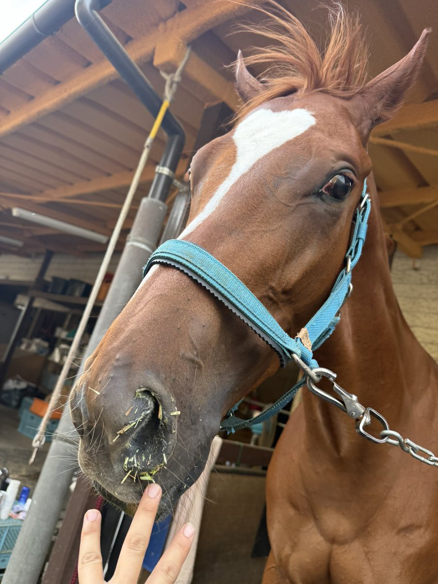 mkhurkk3's tweet photo. ゆめちゃん暑い中頑張りました🏇🥉✨
浦和の夏は本当にしんどいと思う、よく無事に帰ってきてくれたね、偉い！！凄い！！
ゆっくり休もうね、本当にお疲れ様でした🐴💤
そして今日も大津先生と厩務員様と同窓会できた❣️しかも！勝ってた🏇🥇おめでとうございます✨強い勝ち方でした！パイナちゃんもゆっくり休んできっと可愛い可愛いしてもらうんだろうなぁ😆またリベンジ戦があれば！よろしくお願いします🏇笑
みんな本当にお疲れ様でした🏇