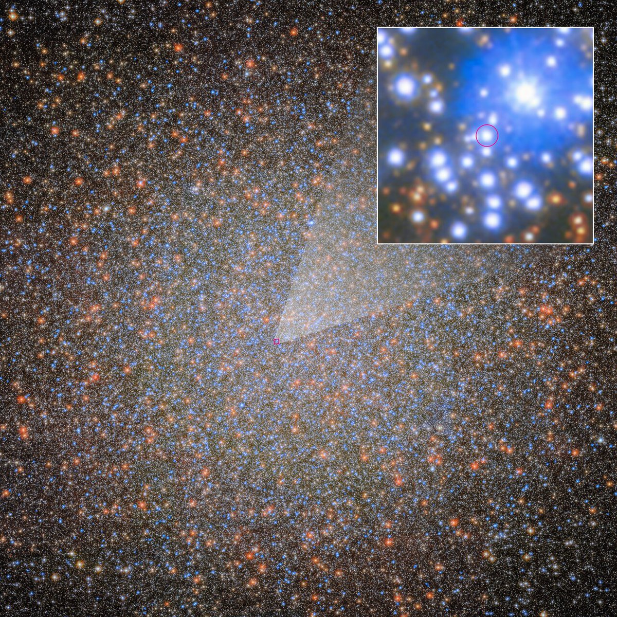 Astropics_bb's tweet photo. 天の川銀河で最大かつ最重量の球状星団オメガ星団で、恒星質量ブラックホールが初めて発見されました。

中質量ブラックホールは見つかっており、理論上、恒星質量ブラックホールが1万個以上あるとみられていますが、これまで一つも見つかっていませんでした。

画像はオメガ星団と、今回発見されたブラックホールの伴星（白枠内の赤い円内）

詳しくはリプライのリンク先記事をご覧ください

Image Credit: ESA/Hubble & NASA, M. Häberle (MPIA)