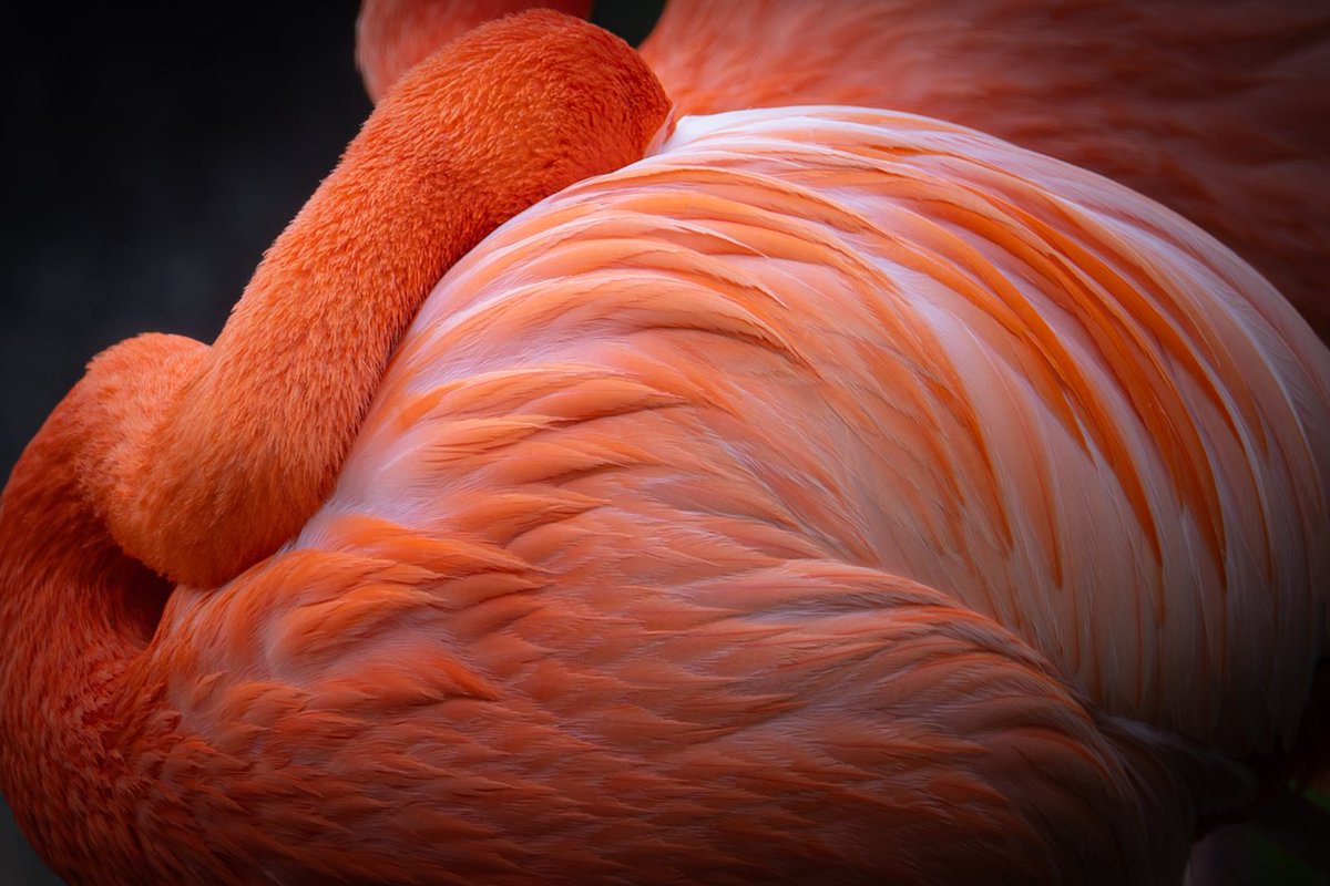 美しく力強いカラー #フラミンゴ #Nikon #Z9 #z600mmf4tc #私とニコン