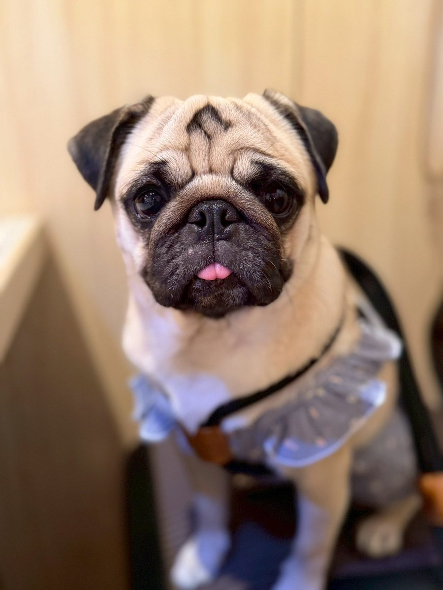 DONPISHA22's tweet photo. 今日は杏ちゃんの誕生日！
犬用の肉を喰らい犬用のケーキも喰らいました
1歳おめでとう！！
あまりにも上手に写真撮れた https://t.co/7bgdc9K5uz