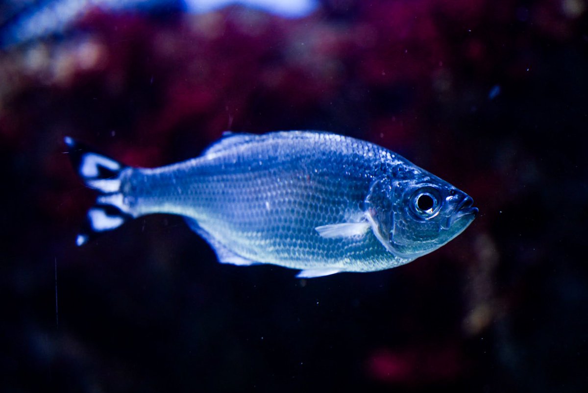 ering_oshiitake's tweet photo. 🐟🐟🐟
#絵りんぎ https://t.co/vWaiBqGRfz