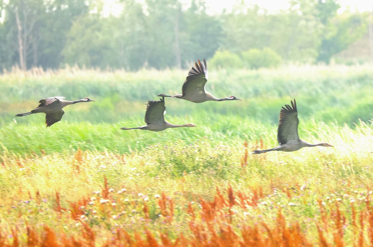 Lincs Wildlife Trust tweet media