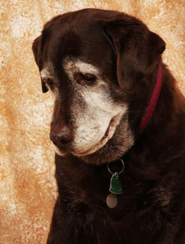TweeetsOfDogs's tweet photo. Old dogs are adorable too! https://t.co/itFSbr7zQa