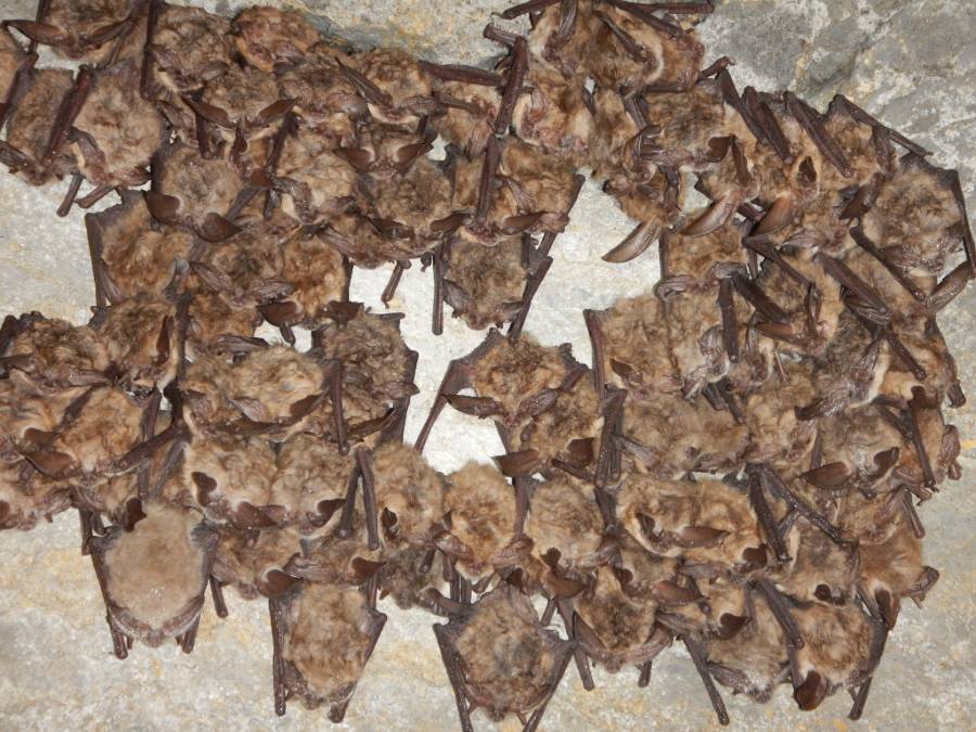 UWCNF's tweet photo. #uwcnf Utah Division Wildlife Resources
What to know about bats in Utah and how to prevent conflicts with them
https://t.co/TUPvRhYkPg https://t.co/tWKoQ8BsvV