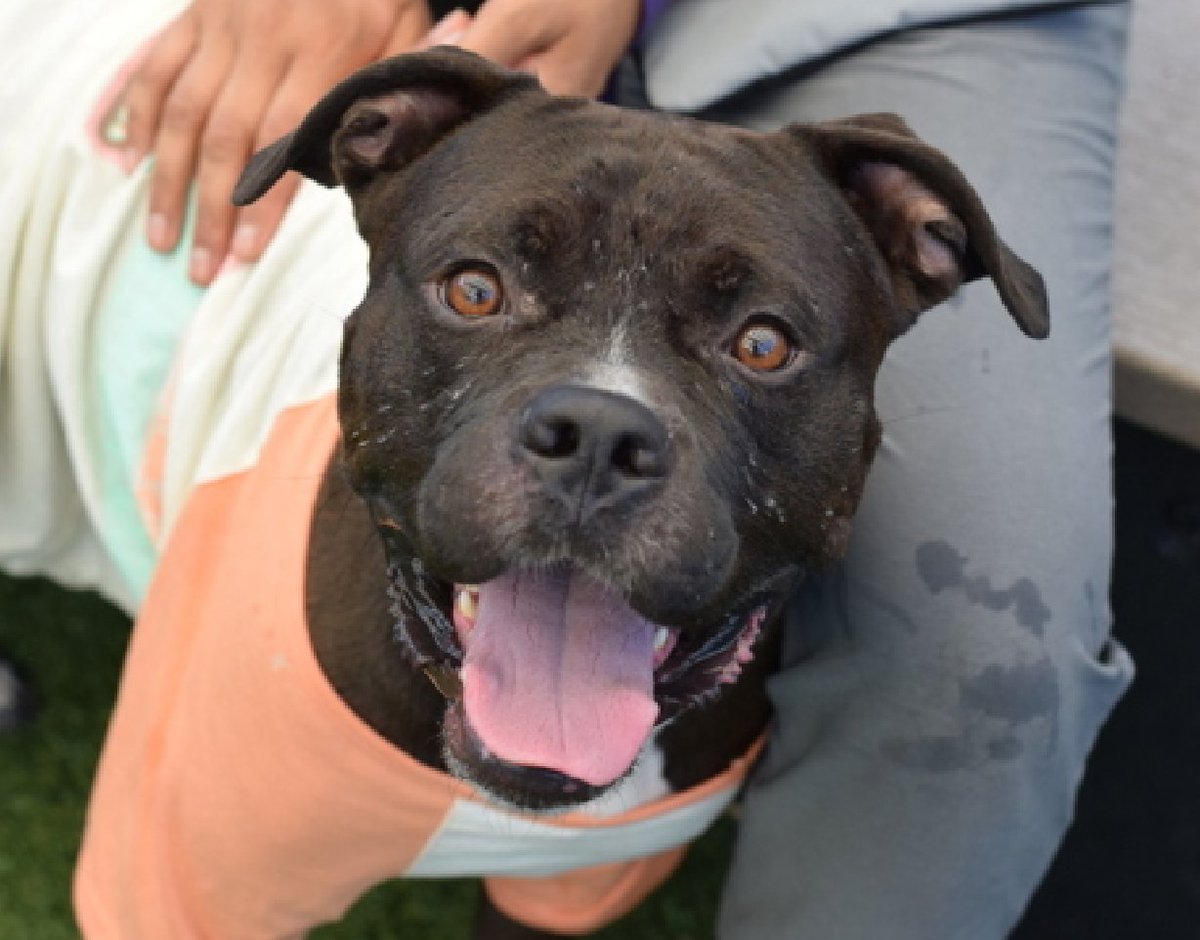 NMBewitched's tweet photo. Marco &amp; Polo💔🔥🎯
New Dogs on the Block
Dumped together😳 

Marco 
https://t.co/m0Zar9lYOm 
Rescue Only 
Foster 
Pledge 
She is scared, tries to disappear, trembles &amp; shakes 

Polo
https://t.co/3BkdKUe3SU 
Adopt Foster Pledge 
He is also afraid but loves treats more https://t.co/mtx5TwIXAr
