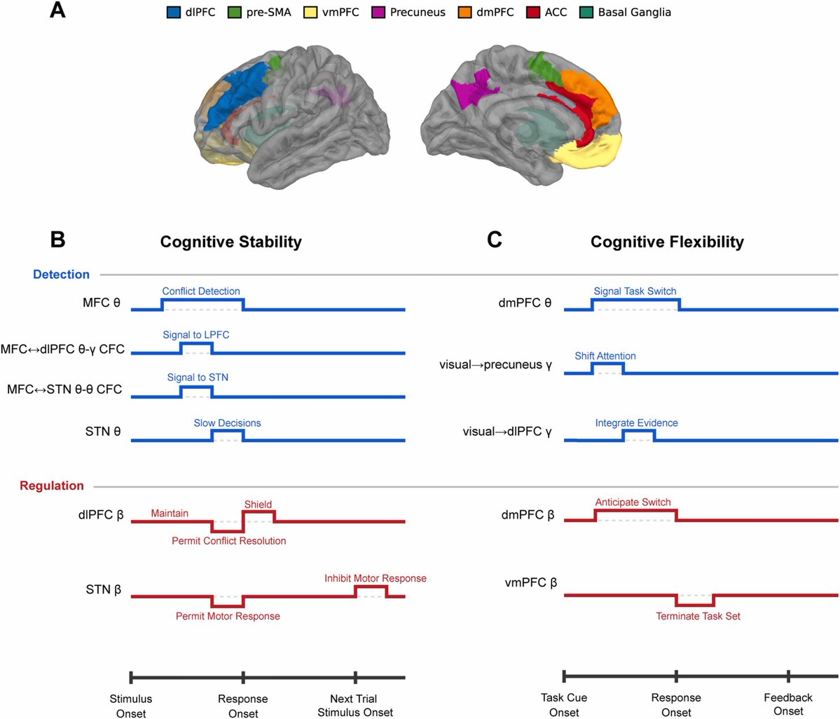 EgnerLab's tweet photo. New paper out: Led by super grad student Jim Zhang and in collaboration with @CoganLab, we review and synthesize Insights into the neural mechanisms supporting cognitive stability and flexibility from human intracranial electroencephalography.
Free link: https://t.co/hLlcXjjnHn https://t.co/unEb2Z8GGS