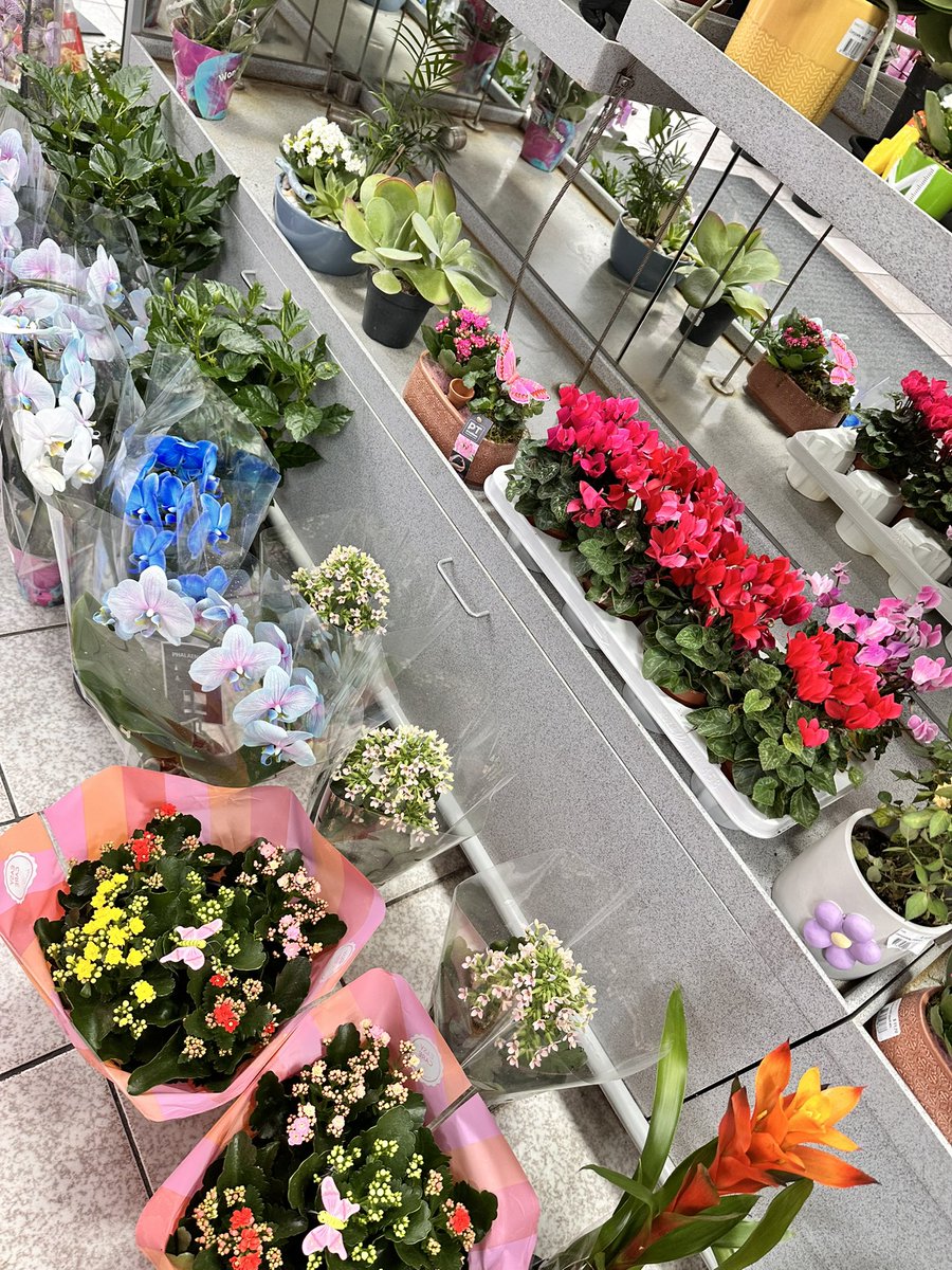 nylavicente's tweet photo. Wondering what’s the next flower recipe I’m going to do🤔 https://t.co/leI9ePCIVU