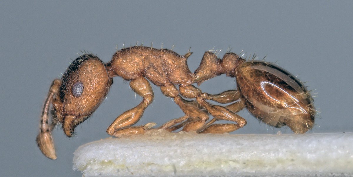 MyrmecolNews's tweet photo. 🆕Interview: In the accompanying blog post, we interview Sándor Cősz, who tells us more about him and his study.
https://t.co/YuFUbfSEyT https://t.co/ZuSxudAPv5