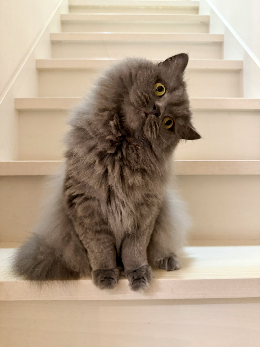neconoajito's tweet photo. 写真撮るよー、ポーズとって！って伝えた後の、うちの飼い猫の首の角度がすごい https://t.co/DALVBAWJUj