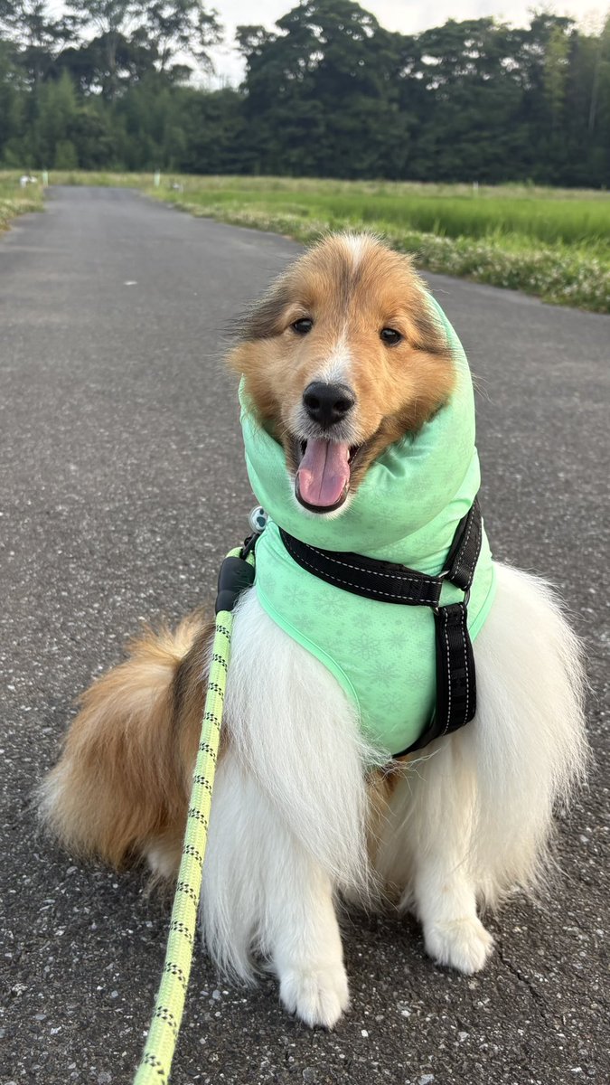 sheltie_2023's tweet photo. 夏を乗り切ろう‼️
#tailhigh https://t.co/wcZsCAO2Qk