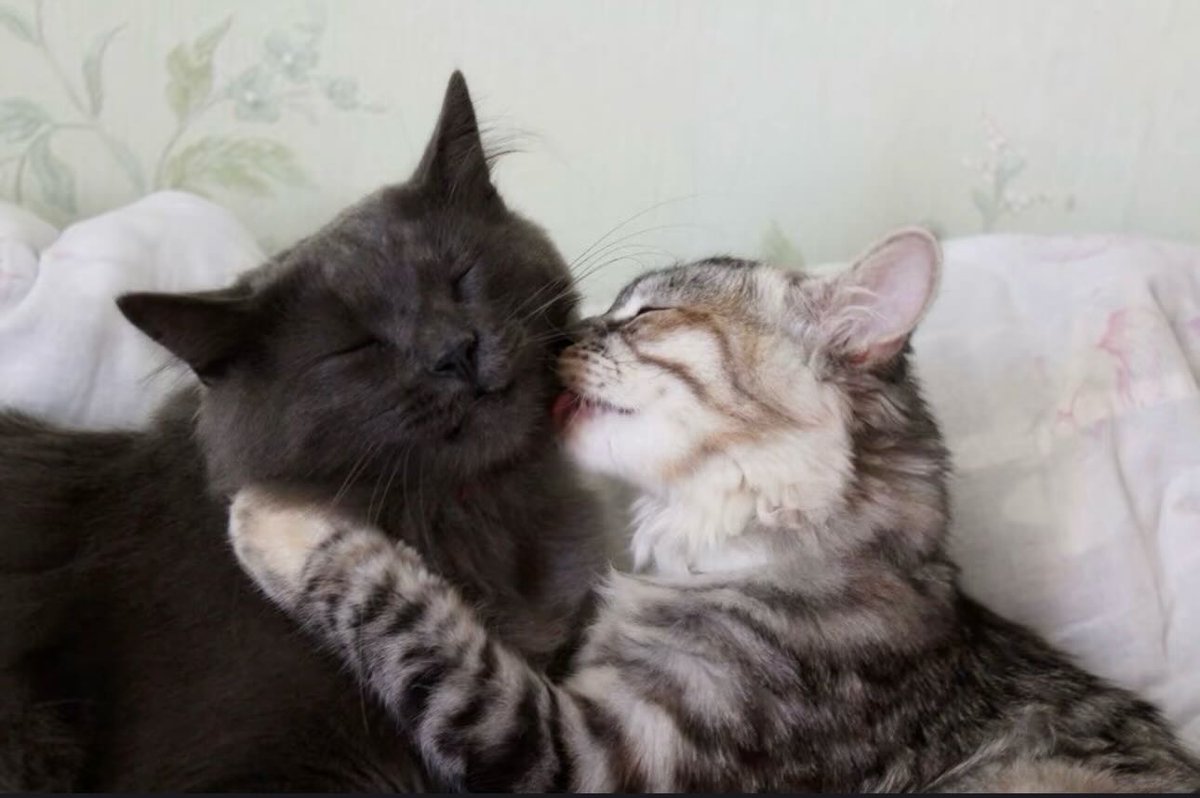 catsdotjpg's tweet photo. https://t.co/B2x1E7jDAn