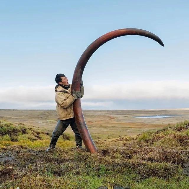 AnimalZoneikum's tweet photo. Ancient mammoth tusks are still being uncovered in Siberia today

These well-preserved mammoth tusks are regularly found in Siberia, where woolly mammoths once roamed during the Ice Age. The region's permafrost has preserved many of these ancient remains for thousands of years https://t.co/plZh3J7G0b