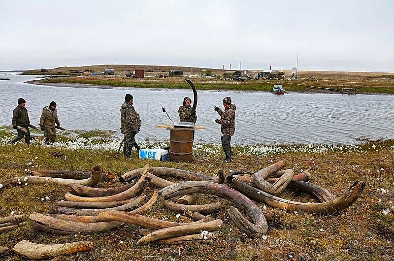 AnimalZoneikum's tweet photo. Ancient mammoth tusks are still being uncovered in Siberia today

These well-preserved mammoth tusks are regularly found in Siberia, where woolly mammoths once roamed during the Ice Age. The region's permafrost has preserved many of these ancient remains for thousands of years https://t.co/plZh3J7G0b