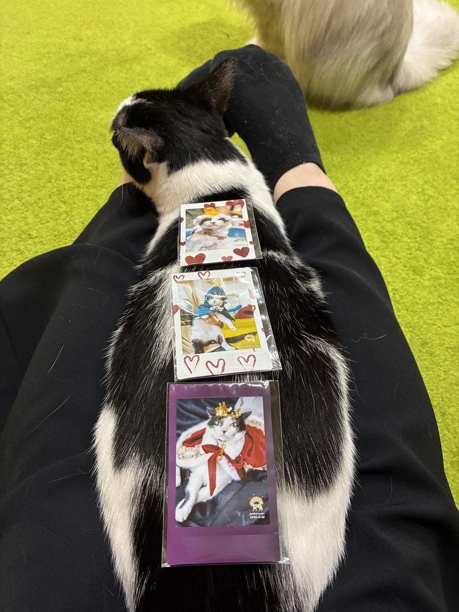 higa4cats's tweet photo. ありがとう https://t.co/9zH2gdUJKV
