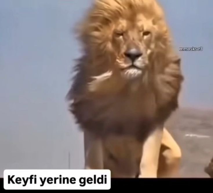 Ayça tweet media
