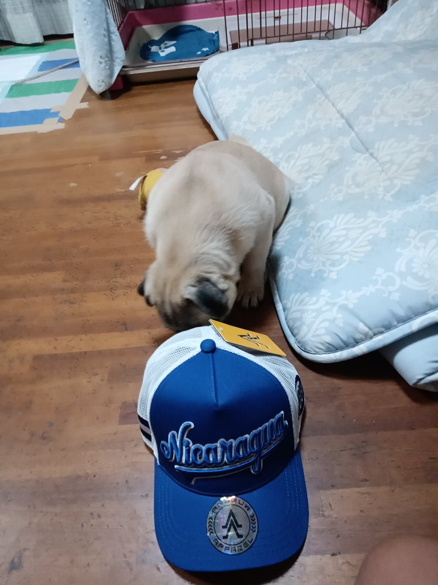 DaisukeYasui1's tweet photo. プシュッ、父ちゃんニカラグア行きたい言うてるけど婆ちゃんの介護で行けないです。父ちゃんのニカラグア時代と2016年のニカラグア騒動以降はだいぶ変わった言うてる。知り合いの選手、球団職員も結構よその国に行ってしまったんだって。

#パグ
#ニカラグア https://t.co/MQXMYZG7ll