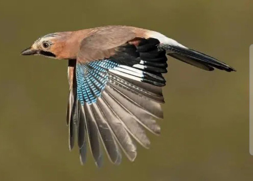 Weatherboy_fr's tweet photo. La Macronie autorise à abattre désormais renards, geais, corbeaux, pie et des millions d'animaux même hors période de chasse.

Contre lavis des scientifiques et de sa propre commission.
Alors même que la canicule devrait faire prendre conscience de la préservation de la nature.. https://t.co/0XGqMrMEkw