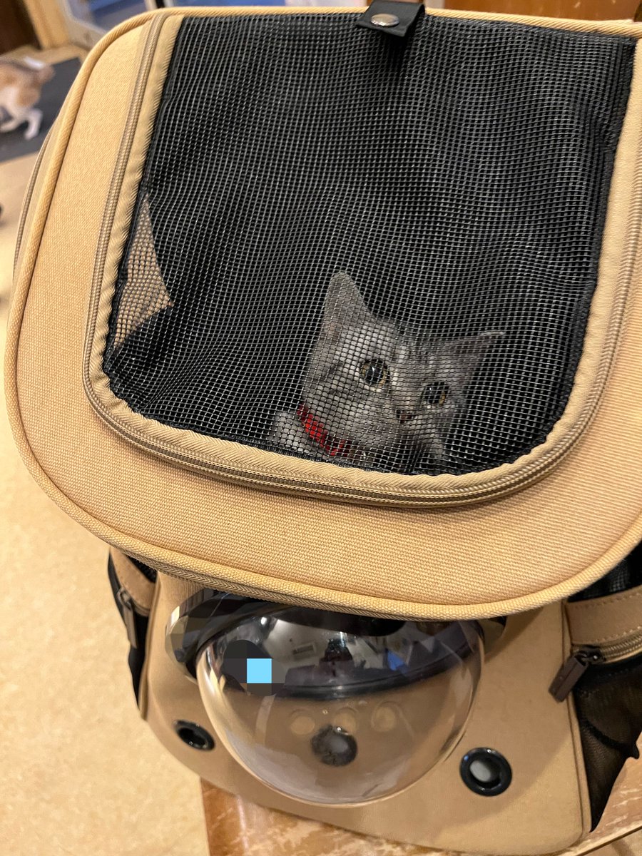 tomashi0510's tweet photo. ねこ病院きた https://t.co/Ur59CdJMQg