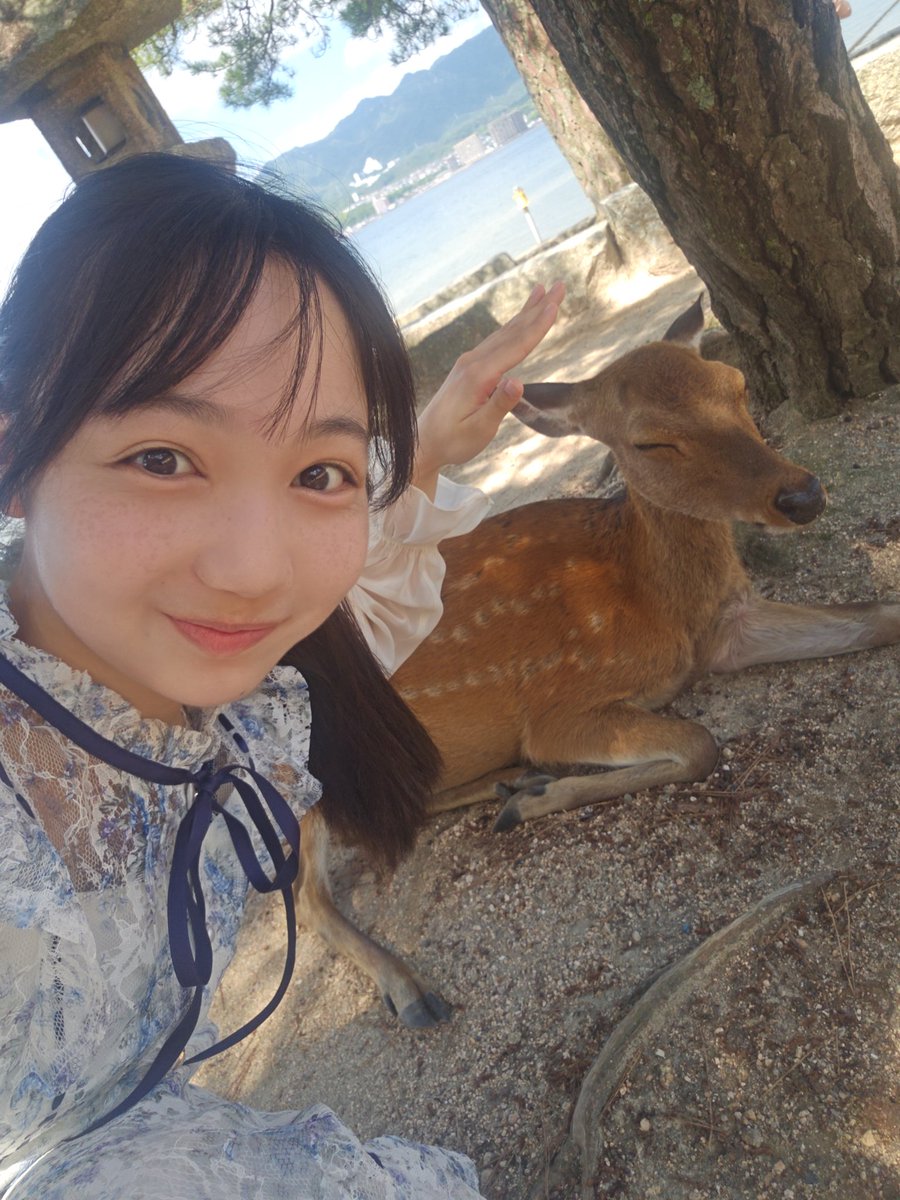 YoshidaMei_0507's tweet photo. 何度でも訪れたくなる場所⛩️🦌

 #宮島 #厳島神社 #HKT48 https://t.co/bIwL5yFak3