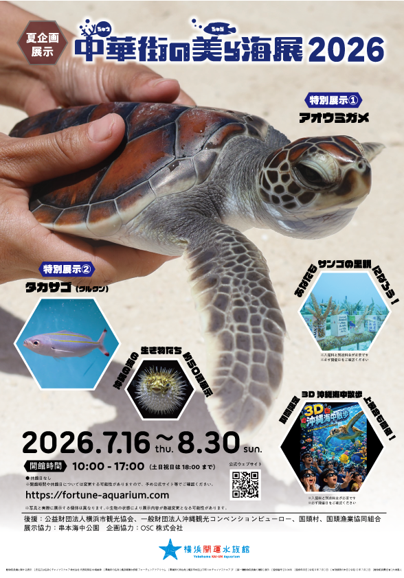 2026.4.6宝珠大吉海霊亀　沖縄夜行貝 毎夏恒例！「#中華街の美ら海展2026」開催🌺 ＼ 沖縄の海をテーマに