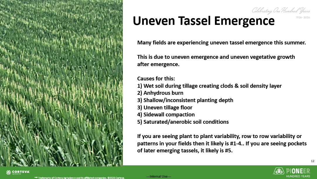 deutmeyer_troy's tweet photo. Many fields are experiencing uneven tassel emergence this summer.

This is due to uneven emergence and uneven vegetative growth after emergence.

Causes for this:
1) Wet soil during tillage creating clods & soil density layer
2) Anhydrous burn
3) Shallow/inconsistent planting depth
3) Uneven tillage floor
4) Sidewall compaction
5) Saturated/anerobic soil conditions

If you are seeing plant to plant variability, row to row variability or patterns in your fields then it likely is #1-4.. If you are seeing pockets of later emerging tassels, it likely is #5.
