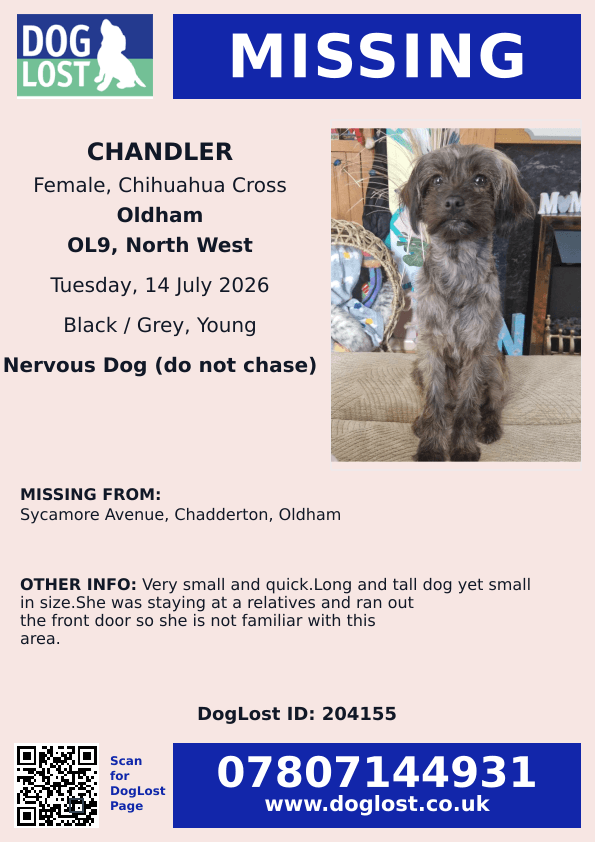 MissingPetsGB's tweet photo. 🐕 please share to help find #missing #chihuahua CHANDLER

Lost from Sycamore Avenue #Chadderton #Oldham #OL9 since 14 Jul 2026 

She is a very small &amp; quick. She was staying at a relatives and ran out the front door so she is not familiar with this area.
https://t.co/kcXSUEqy7J https://t.co/dzd3qPGyWb
