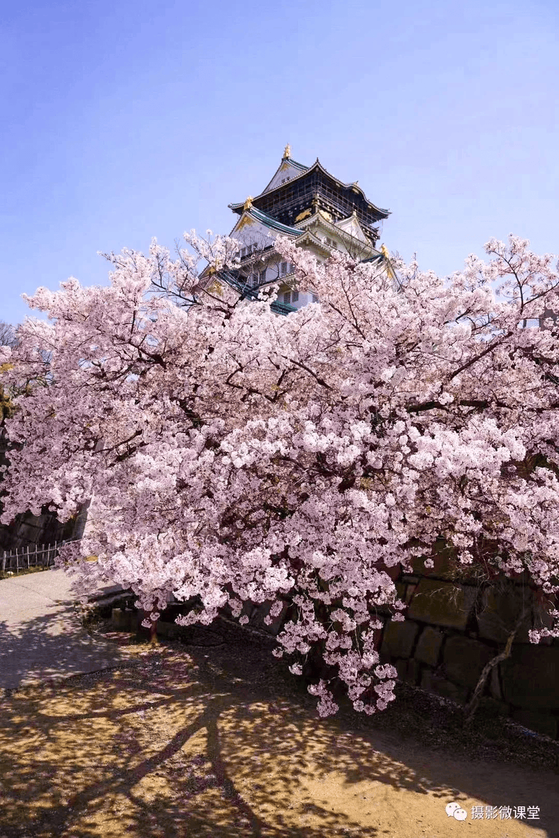 male_switch_'s tweet photo. Just landed in Kyoto! The cherry blossoms are blooming and the city feels like a fairy tale today  Can’t wait to explore every corner! https://t.co/mhS2CjSUGA