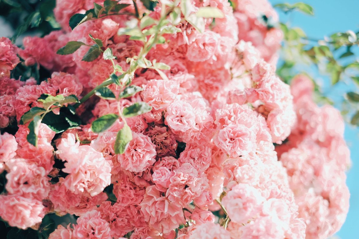 kuri_sss303's tweet photo. モフっと咲いてた花々 https://t.co/yJOgYpggfo