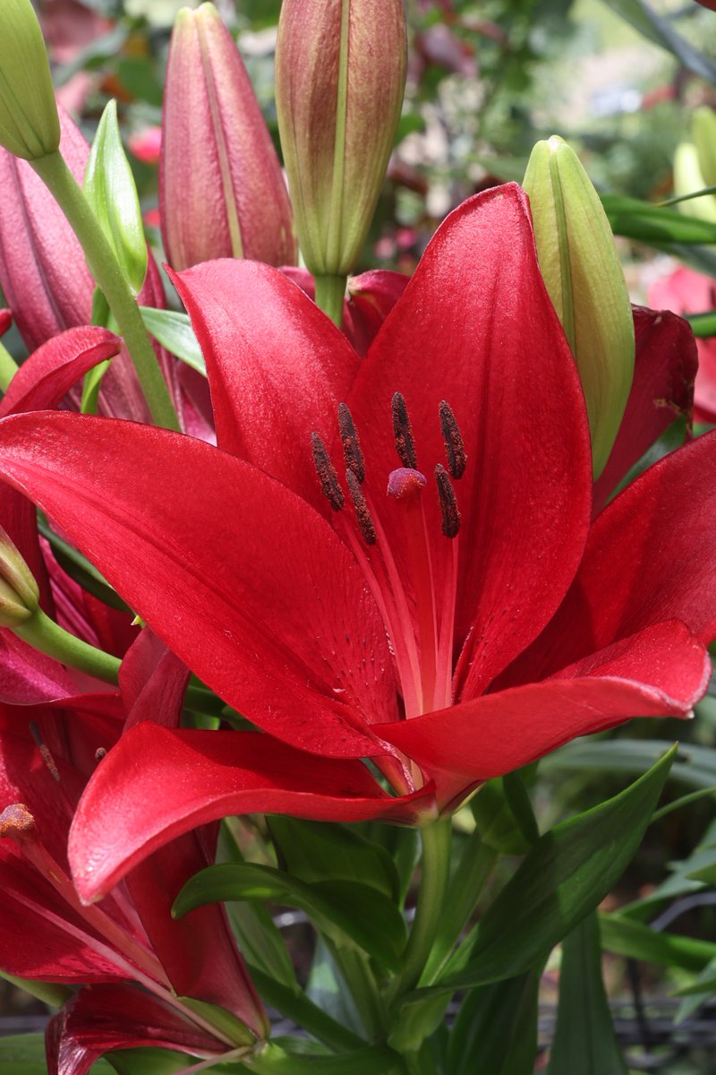 lily