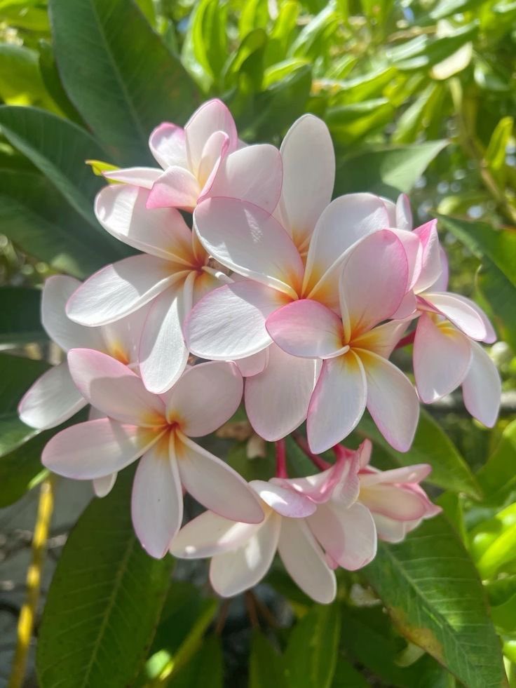 AngeLtongue's tweet photo. @marjoryk2012 @AvionneCelestin @MARCIELOARENAS @JeanetteJoy @Conduru @PSYCHICTWINS #July #X #FlowersOfTwitter #LoveAndLight Beautiful Wednesday All! Love, Light, Riches & Blessings✨💎🪽🌎🩷☀️🎶☺️🌸🎁🌹🌟💎 https://t.co/Qi04scyUWq