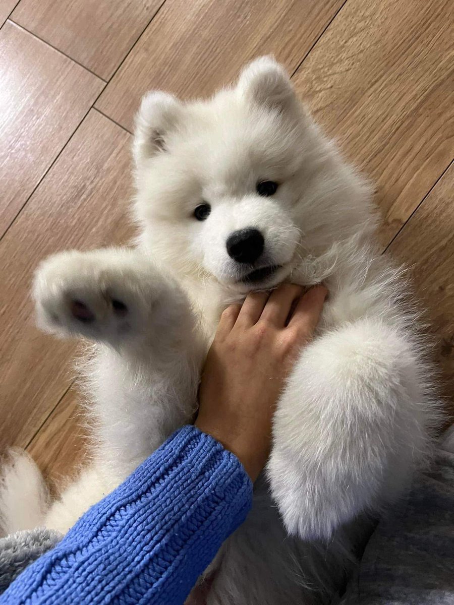 dogssaveworld's tweet photo. White puppy with paw raised like the sweetest high five baby 🐶❤️ https://t.co/1VjzpmFq6y