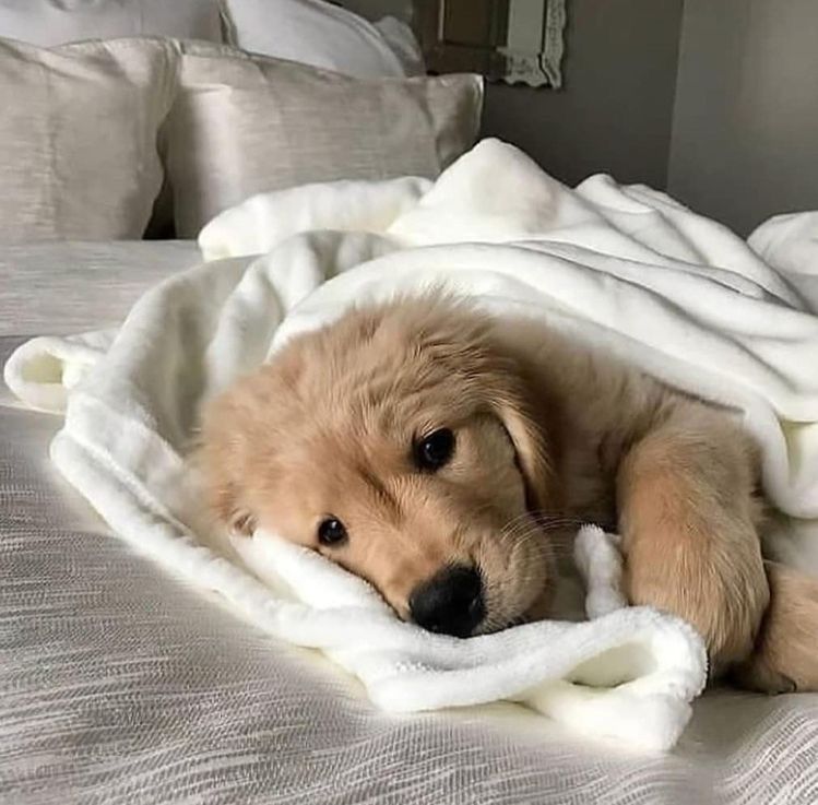 dogssaveworld's tweet photo. Soft eyes and peace ❤️ https://t.co/J1sv2LBkKU