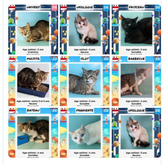 justineducern's tweet photo. Désespoir😢
En plus de ces 8 chats qui sont tjrs sans solution de sauvetage ce mercredi et dt le délai fourrière est largement dépassé
Une autre liste est tombée de 8 chats/chatons supplémentaires à sauver :
 5 à l'ADOPTION 
 3 pris en charge que par assos. 
Photos à suivre. https://t.co/G8RJ59eV7W