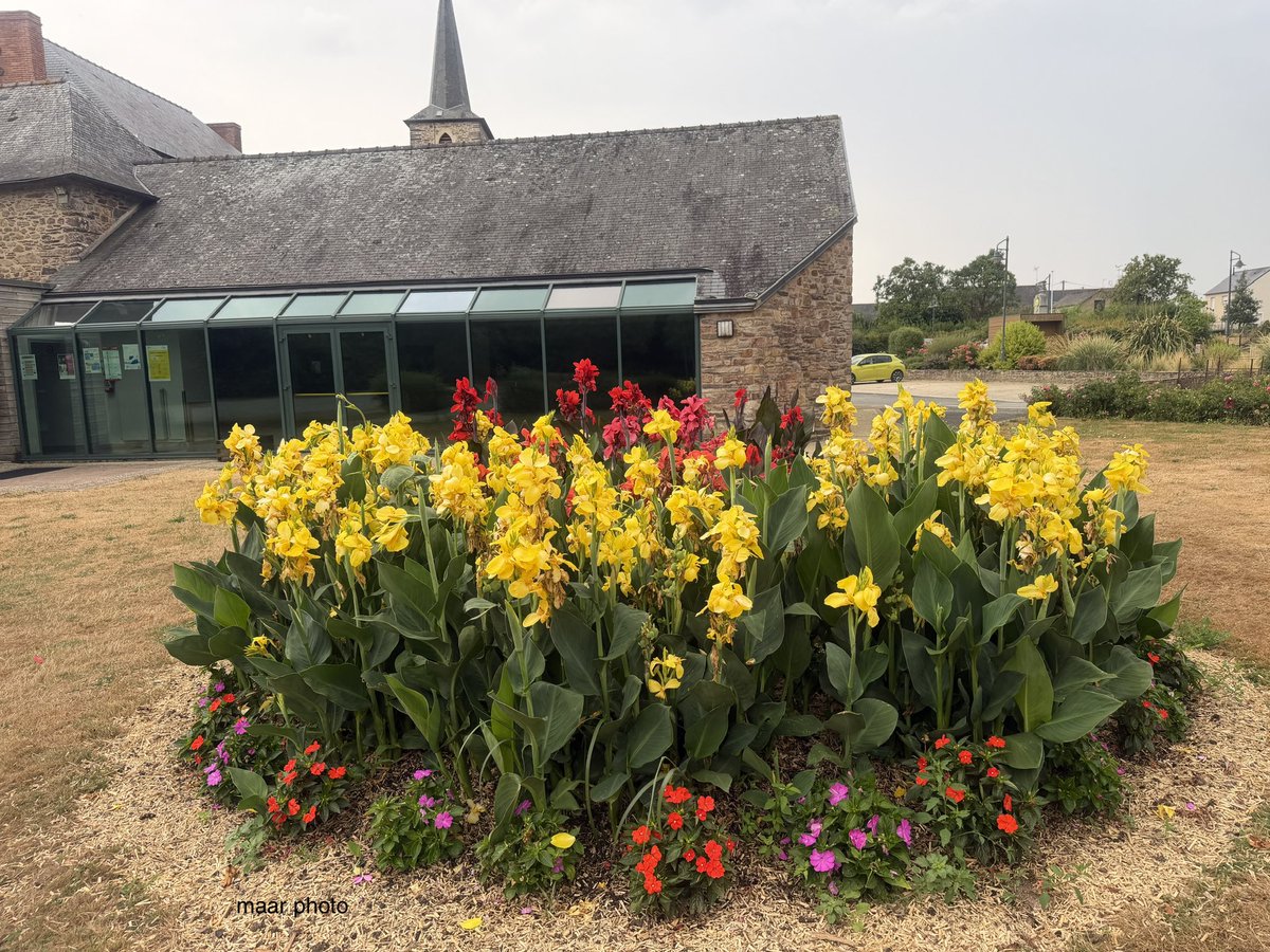 becel_maryvonne's tweet photo. Mernel et ses fleurs les fleurs souffrent de la canicule. https://t.co/rR9WnJ6a9g