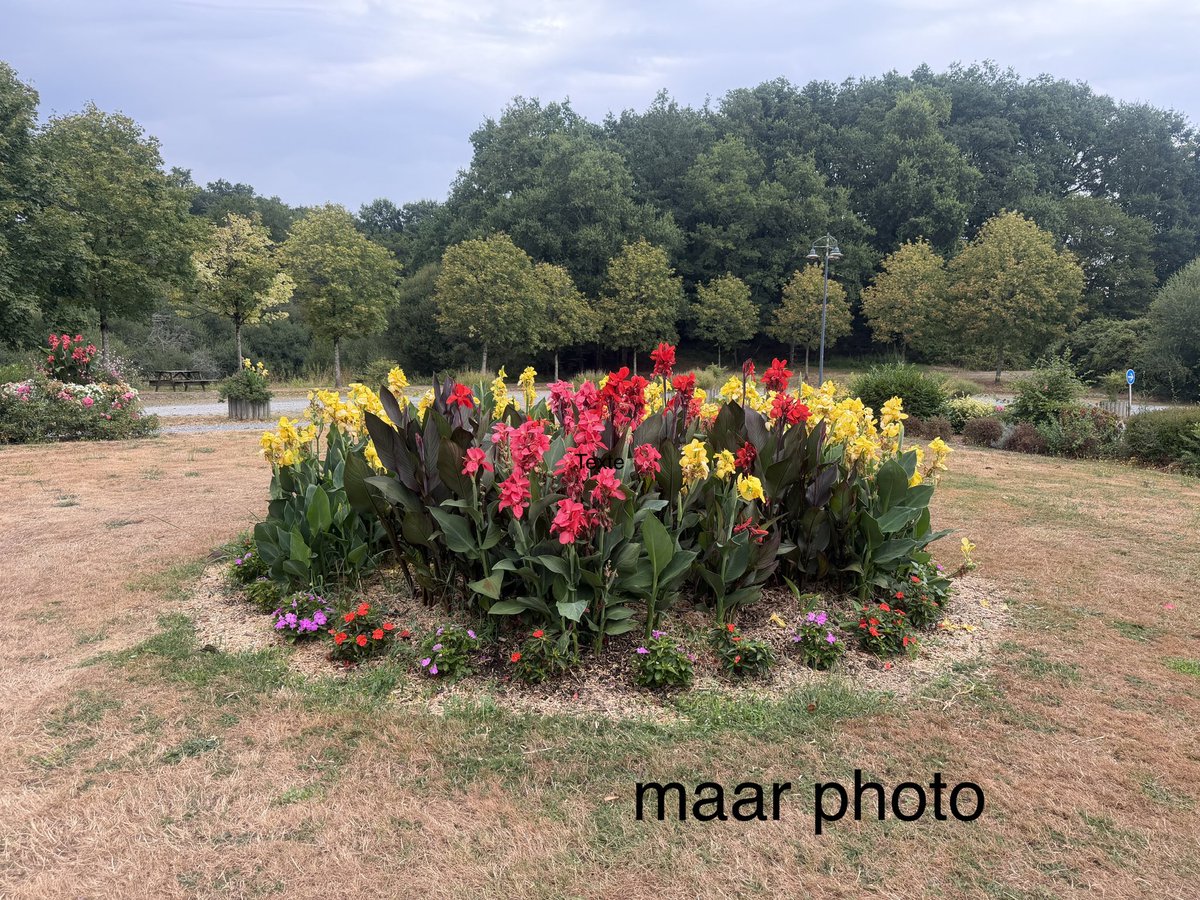 becel_maryvonne's tweet photo. Mernel et ses fleurs les fleurs souffrent de la canicule. https://t.co/rR9WnJ6a9g